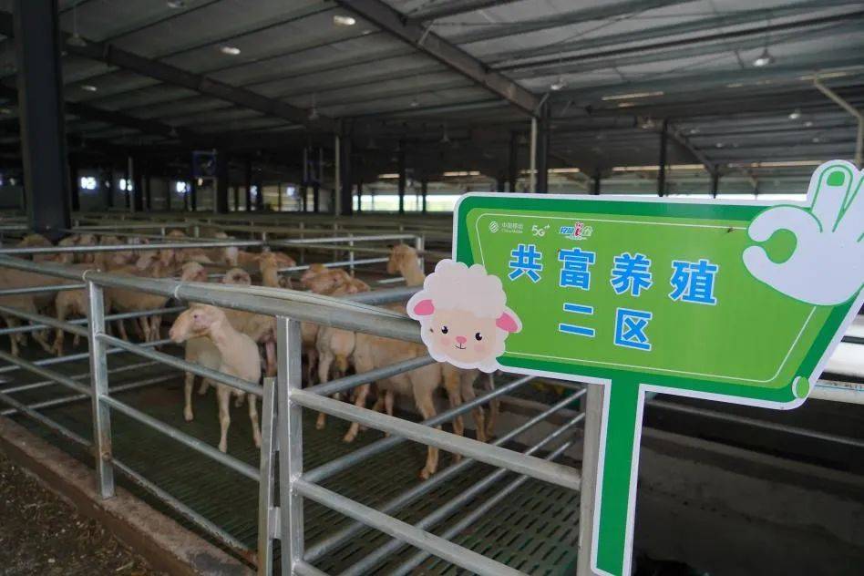 一個“羊倌”養8000只羊<strong></p>
<p>大棚管
</strong>，一個菜農管5畝大棚，移動5G助力“賽博農夫”的致富經:大棚管
