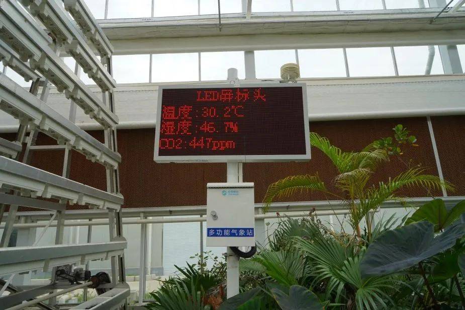 一個“羊倌”養8000只羊<strong></p>
<p>大棚管
</strong>，一個菜農管5畝大棚，移動5G助力“賽博農夫”的致富經:大棚管
